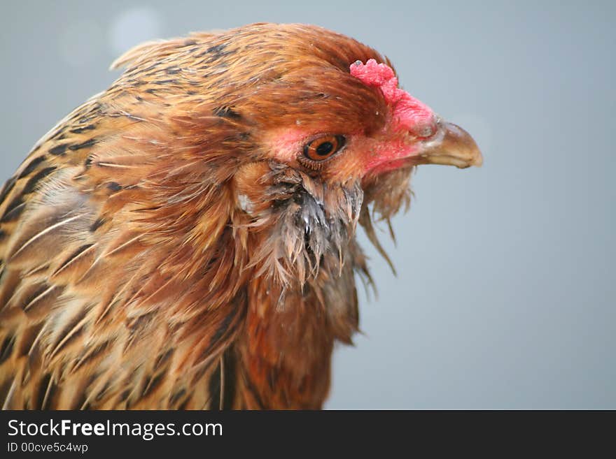 Closeup of rooster looking right. Closeup of rooster looking right.