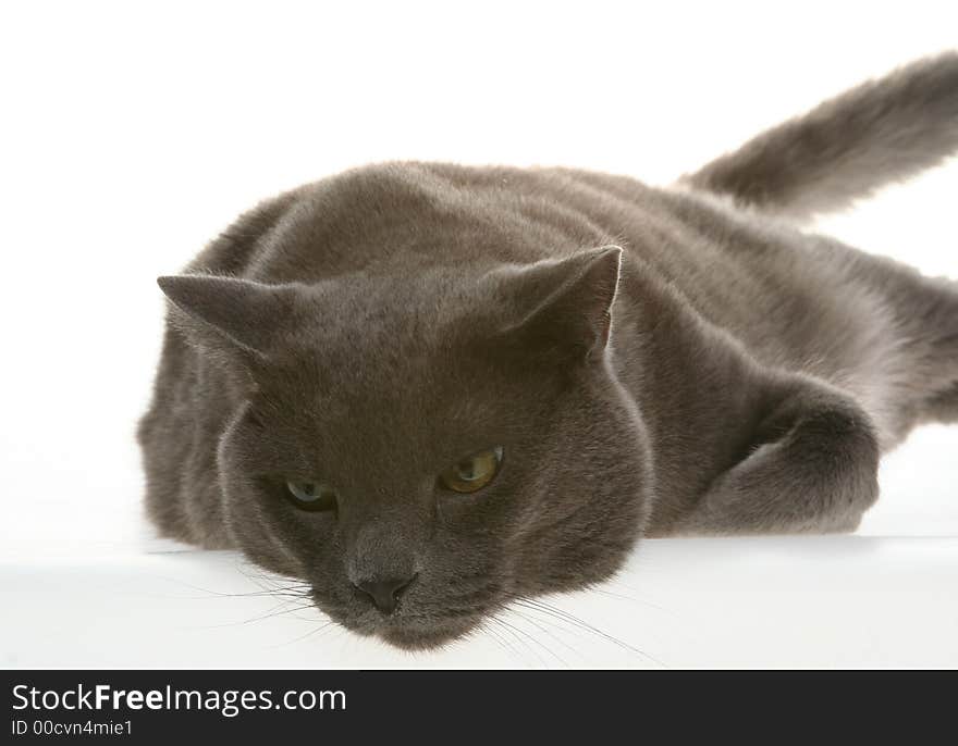 Russian blue cat