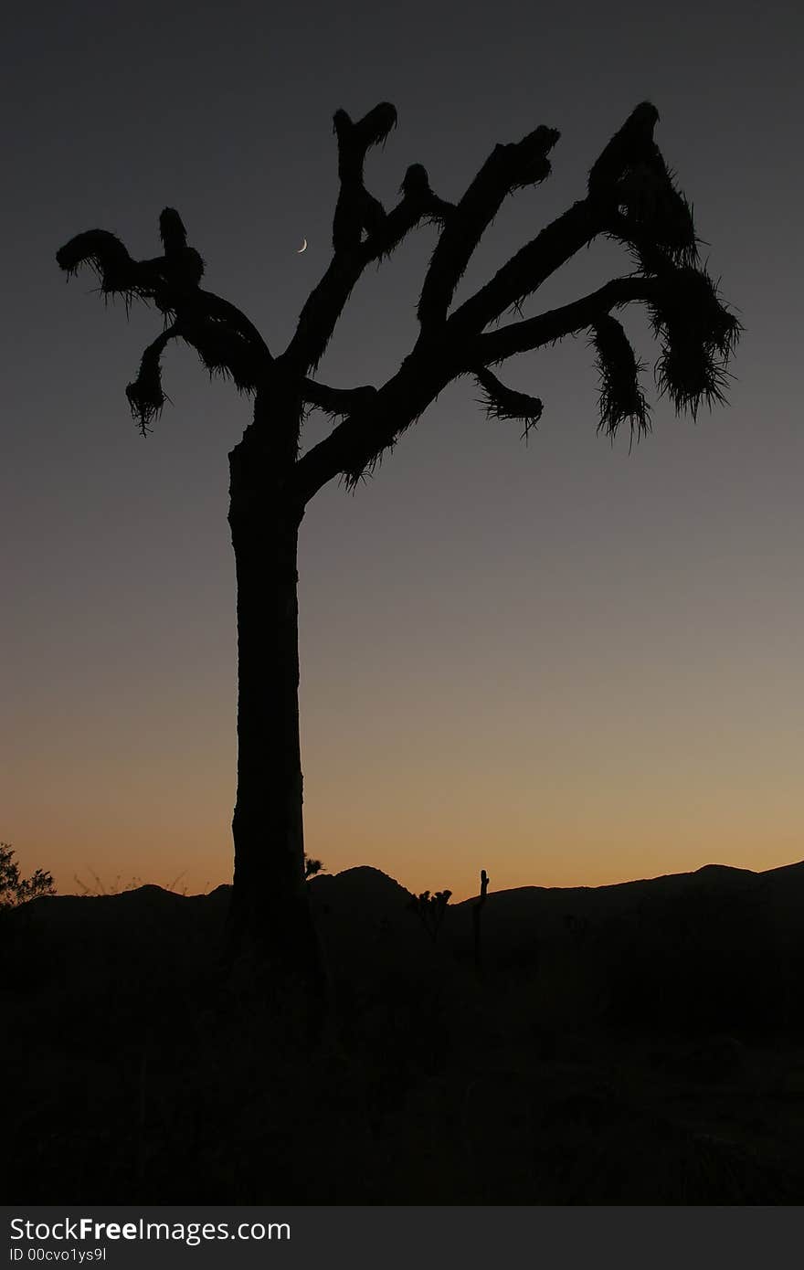 Joshua Tree National Park, silhouette; California