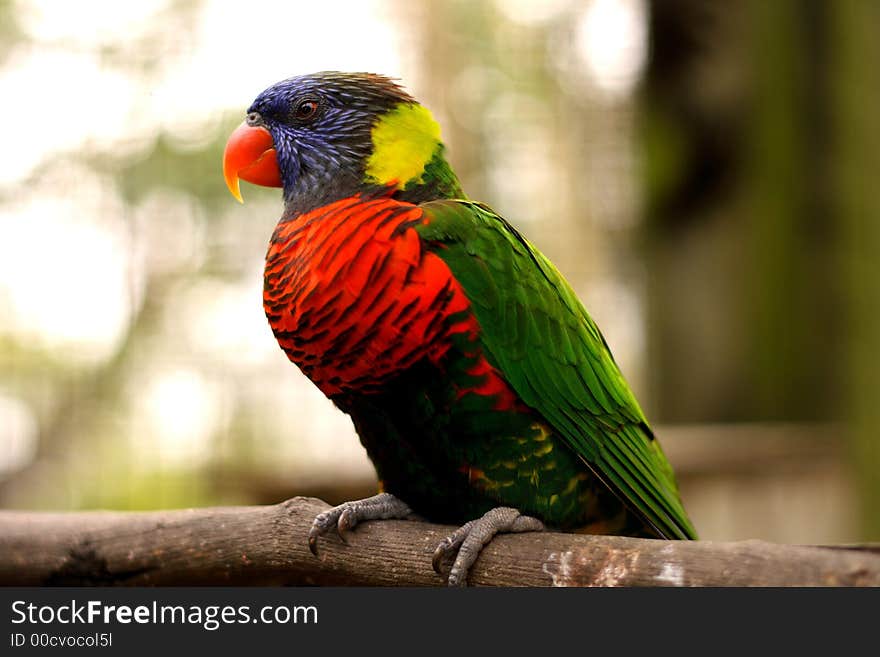 Lorikeet sitting on wooden perch. Lorikeet sitting on wooden perch