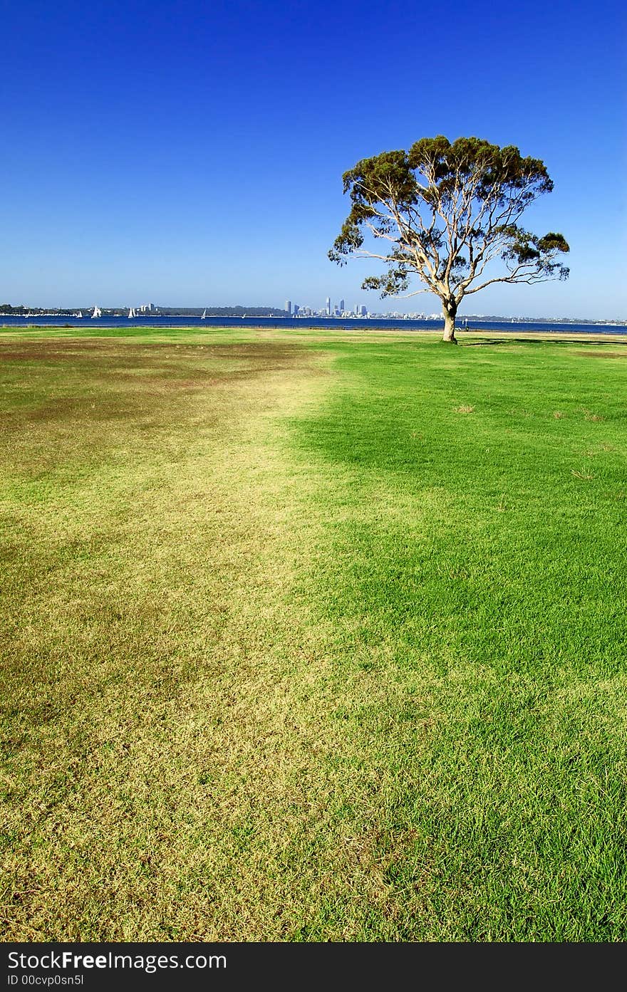 Tree on the grass