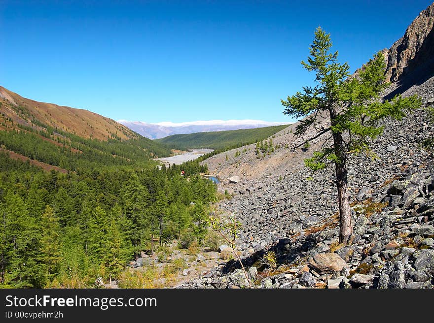 Larch, mountains and blue sky. Altay. Russia.