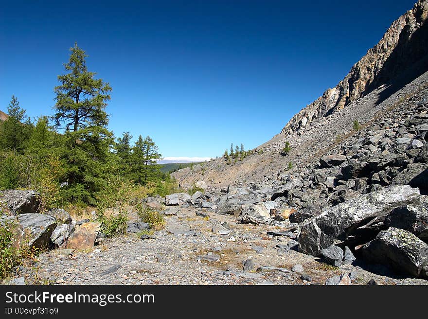 Larch, mountains and blue sky.