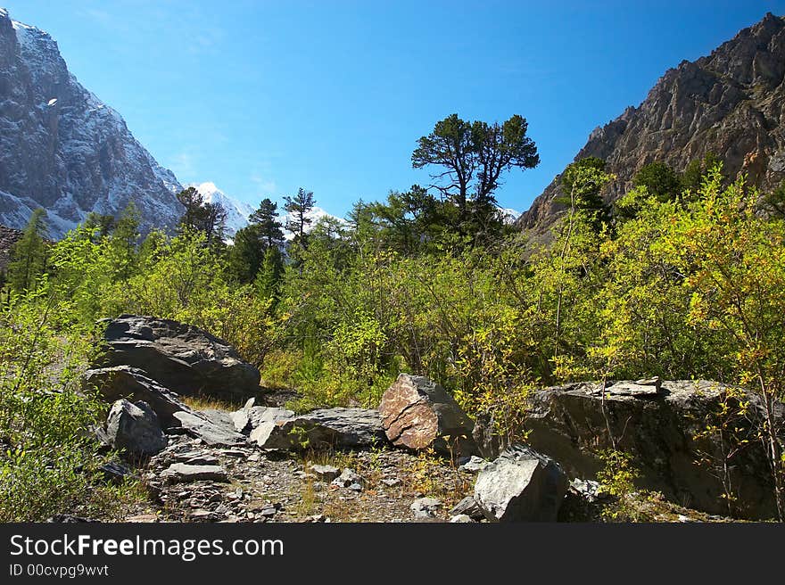 Larch, mountains and blue sky.