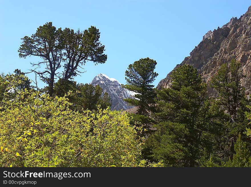 Larch, Mountains And Blue Sky.