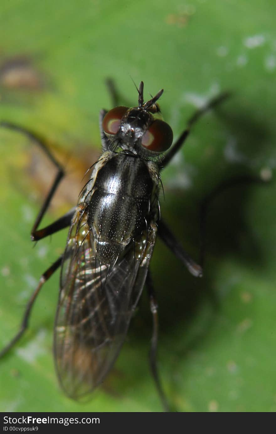 A housefly in the gardens