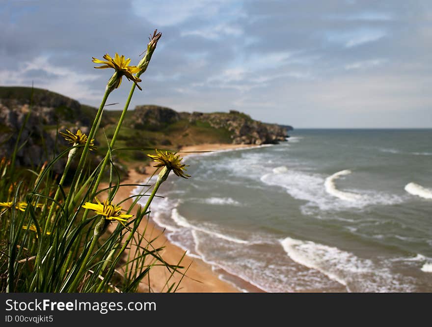 Yellow flower on the precipice over the sea