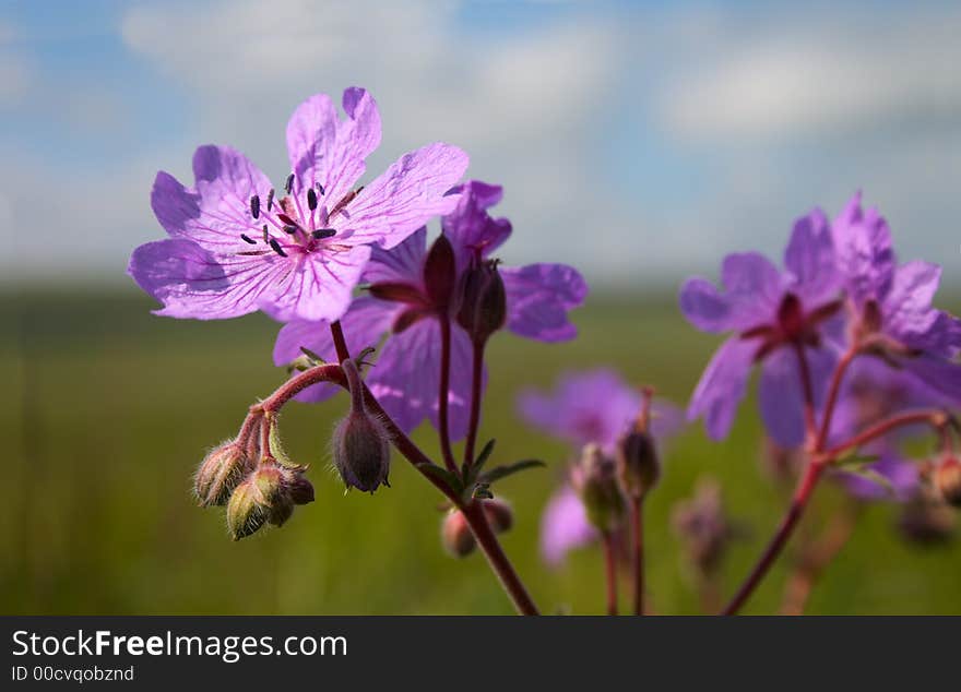 Wild lilac flower blooming on the meadow. Wild lilac flower blooming on the meadow