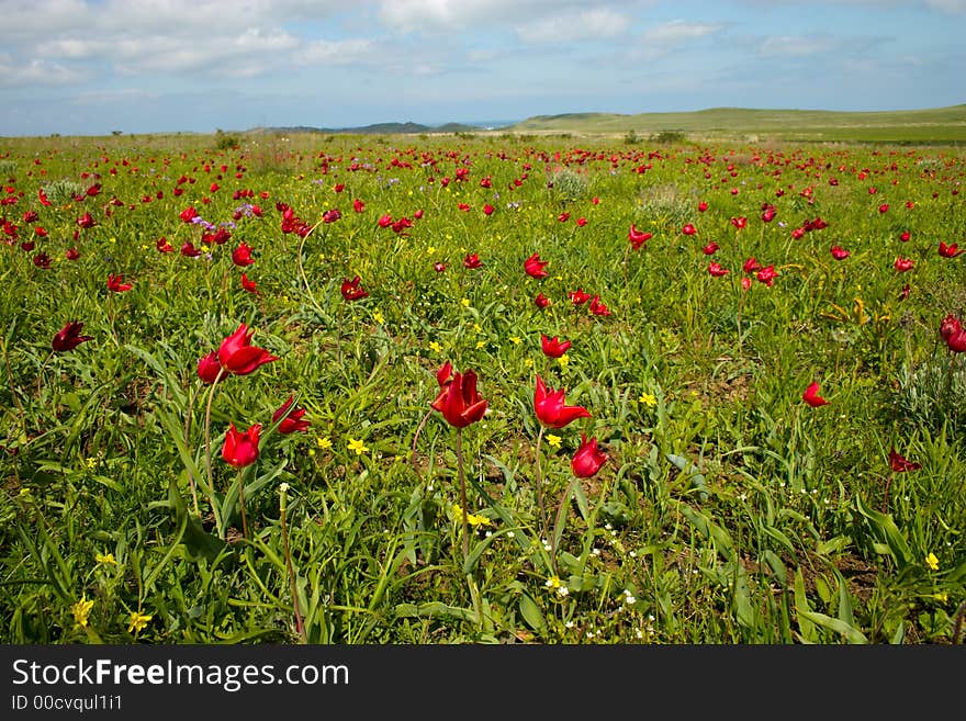 Wild tulip flowering in the spring meadow. Wild tulip flowering in the spring meadow