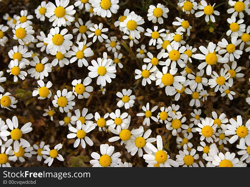 Group of white chamomile flowers. Group of white chamomile flowers