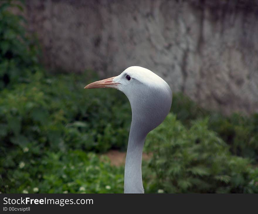 bird with big head in zoo. bird with big head in zoo