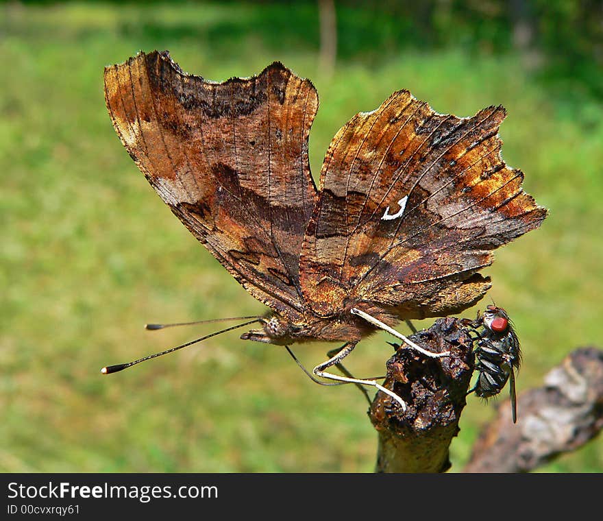 Butterfly Vanessa C-white (Poligonia C-album)