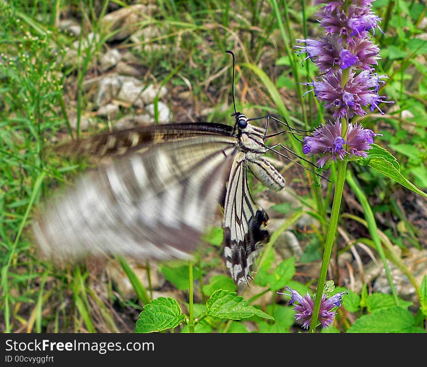 Butterfly Swallowtail (Papilio Xuthus)