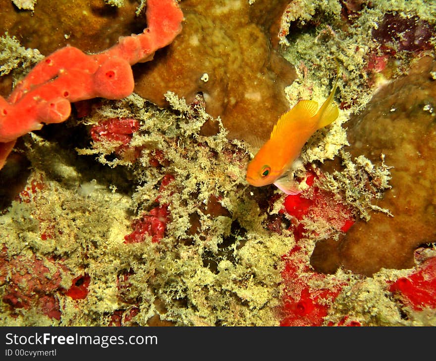 Orange Anthias & Reef