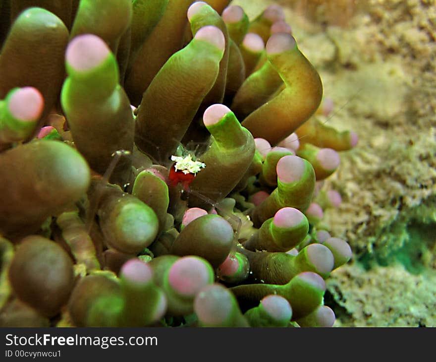 Uniquely invisible among the tentacles of a sea anemone. Uniquely invisible among the tentacles of a sea anemone