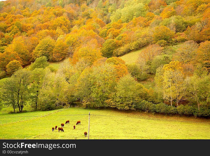 France by autumn, all orange. France by autumn, all orange