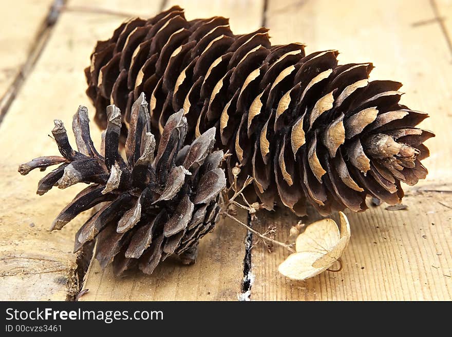 Cons fur-trees and pines-autumn  still-life on the table of  country house