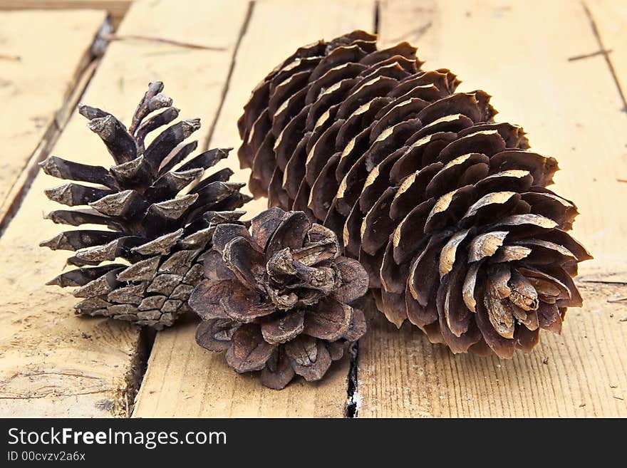 Cons fur-trees and pines-autumn  still-life on the table of  country house