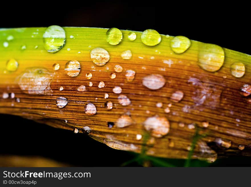 Drops scattered on one leaf in agony. Drops scattered on one leaf in agony