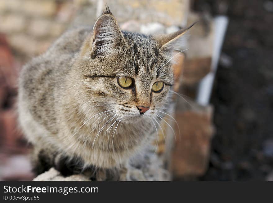 Grey cat with green eyes sit on the stone