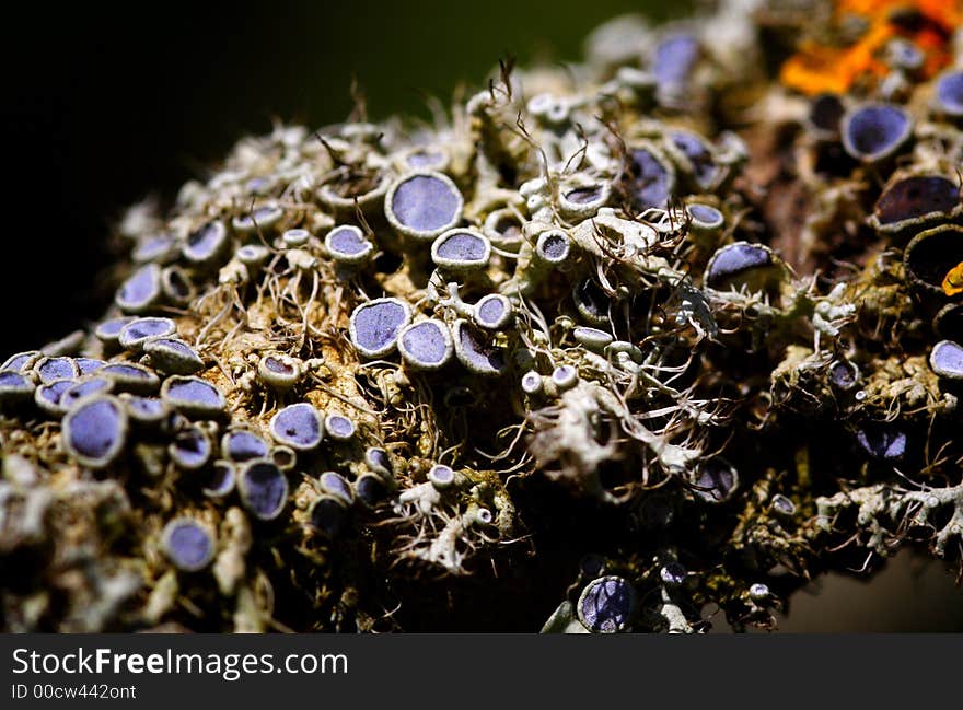 Lichens that infest a trunk of tree