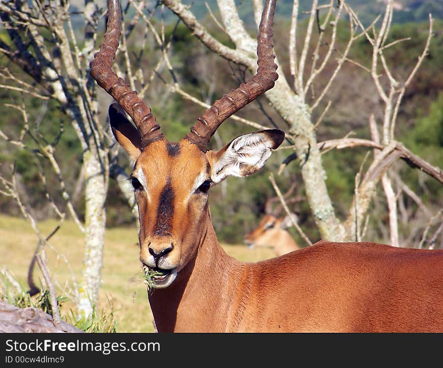 A male impala eating some grass