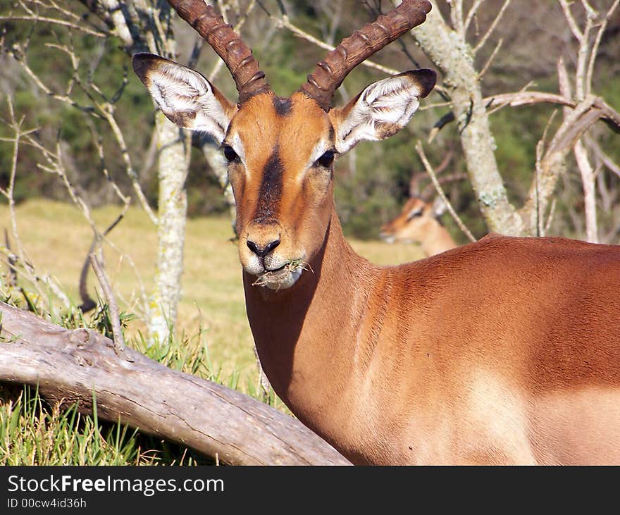 Impala male eating some grass