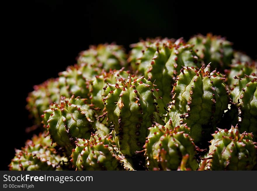 Plant fat rich in thorns. Plant fat rich in thorns