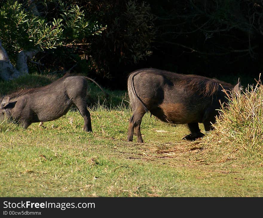 African Bums