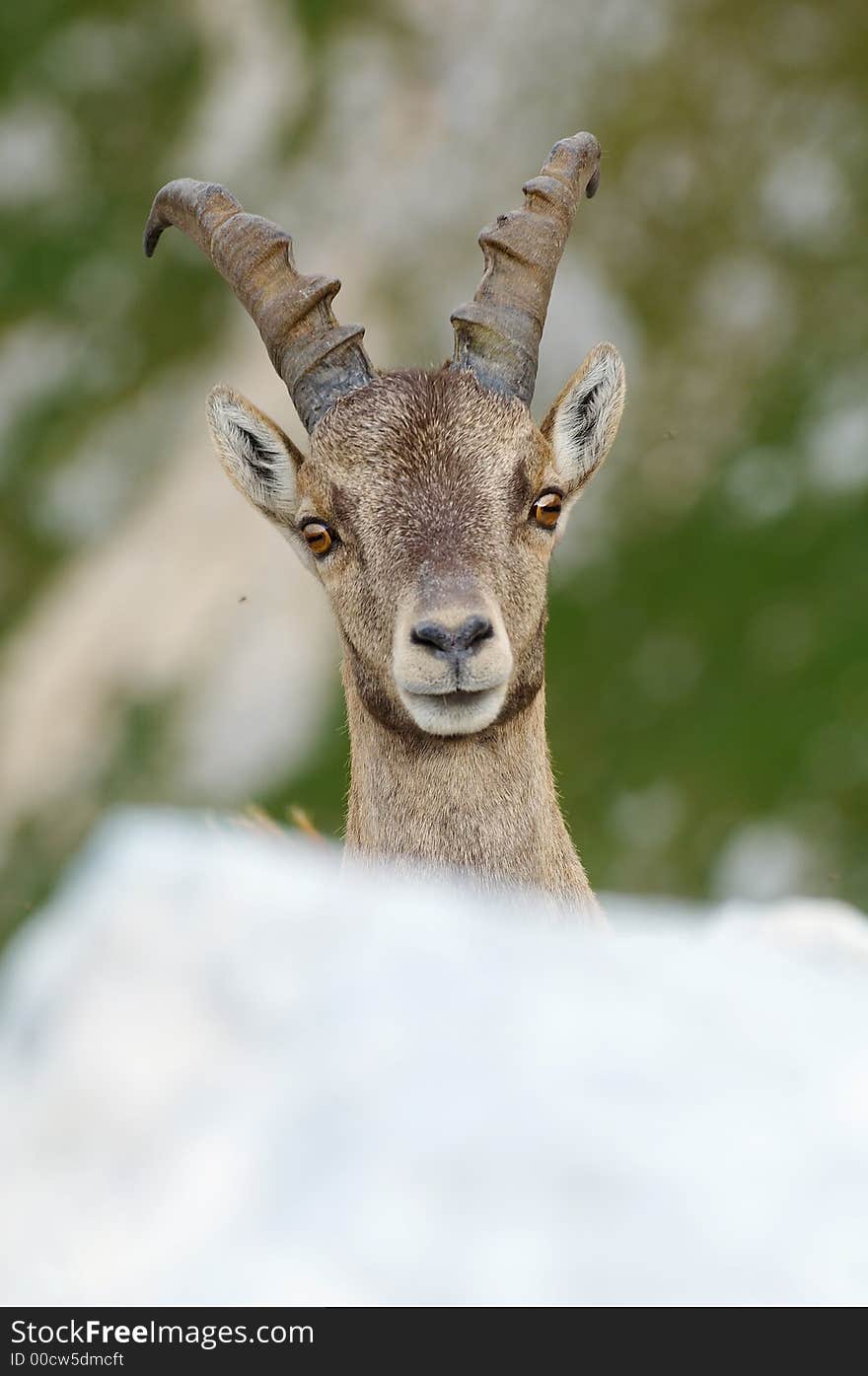 Portrait of young male ibex 1