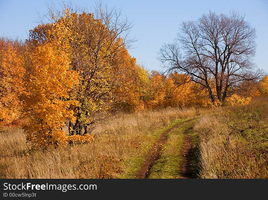 It is dear on a marge of an autumn wood. It is dear on a marge of an autumn wood