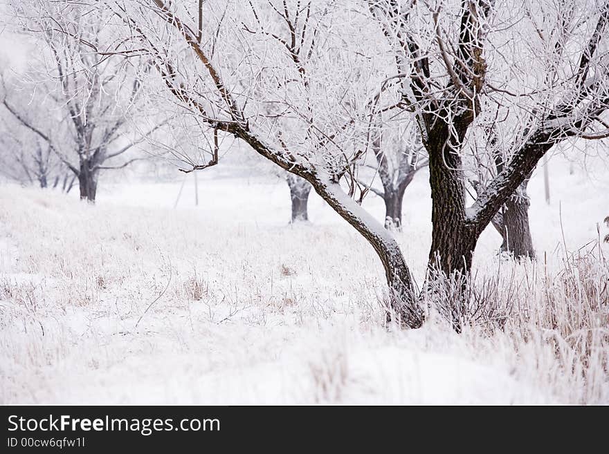 Russian Winter landscape with forest. Russian Winter landscape with forest