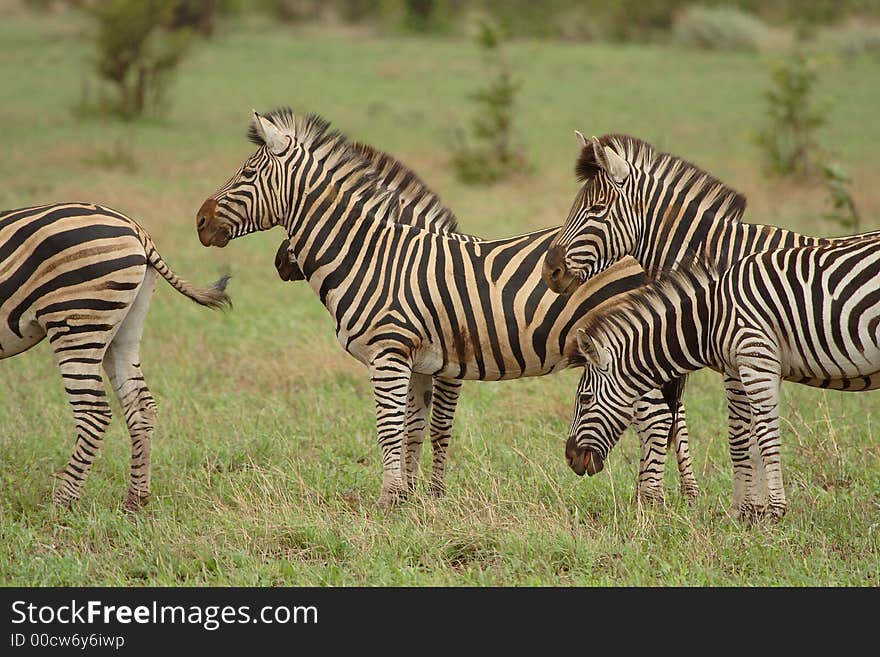 Small group of zebras