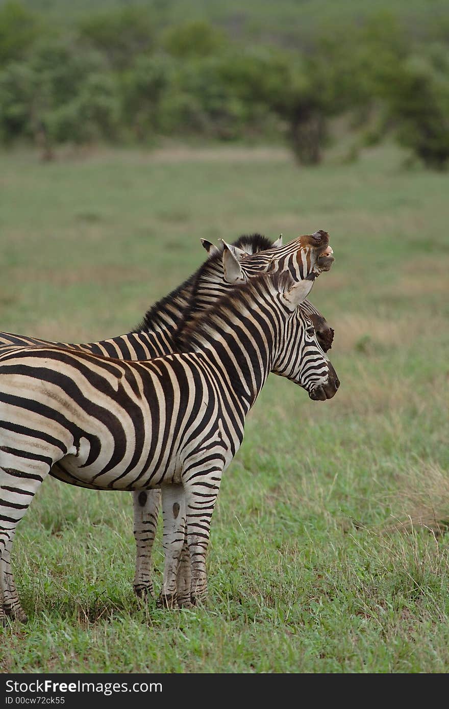 Three zebras, one snarling