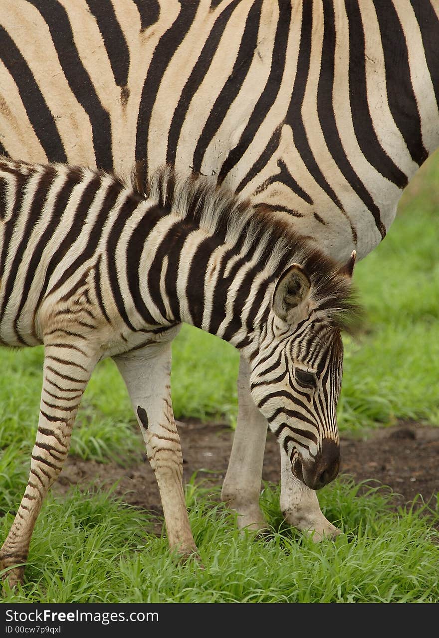 Young zebra and mother