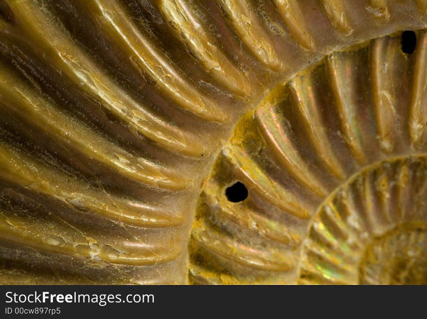 Fossil Of Ammonites