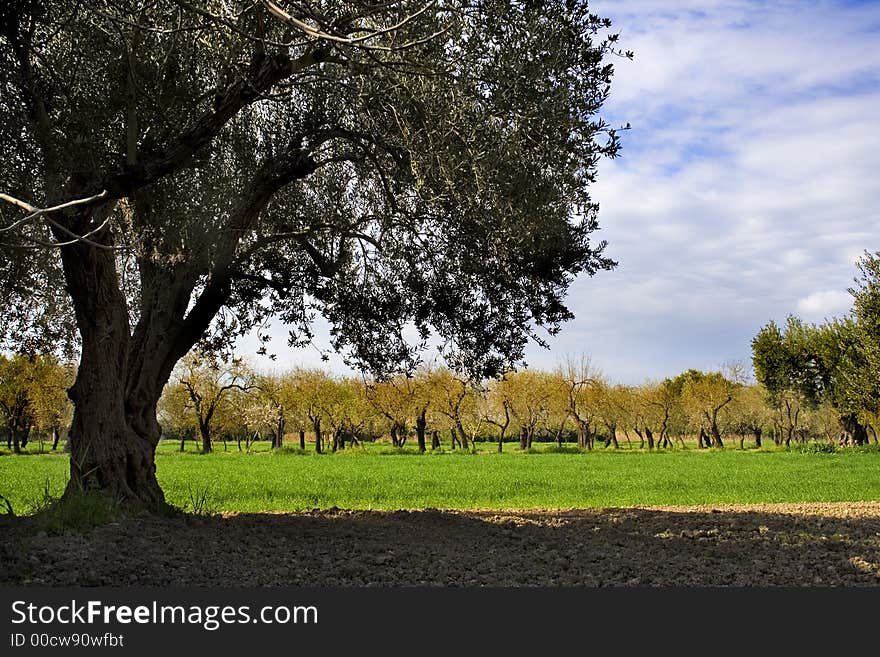 The tree and the spring, sicilian landscape