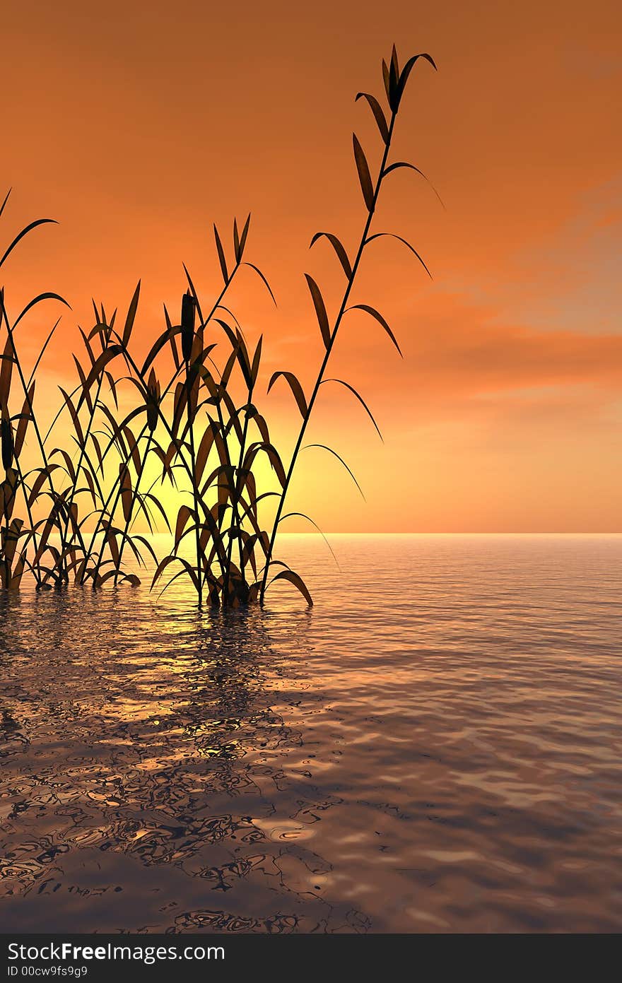 Water plants at sunset - 3D scene. Water plants at sunset - 3D scene.