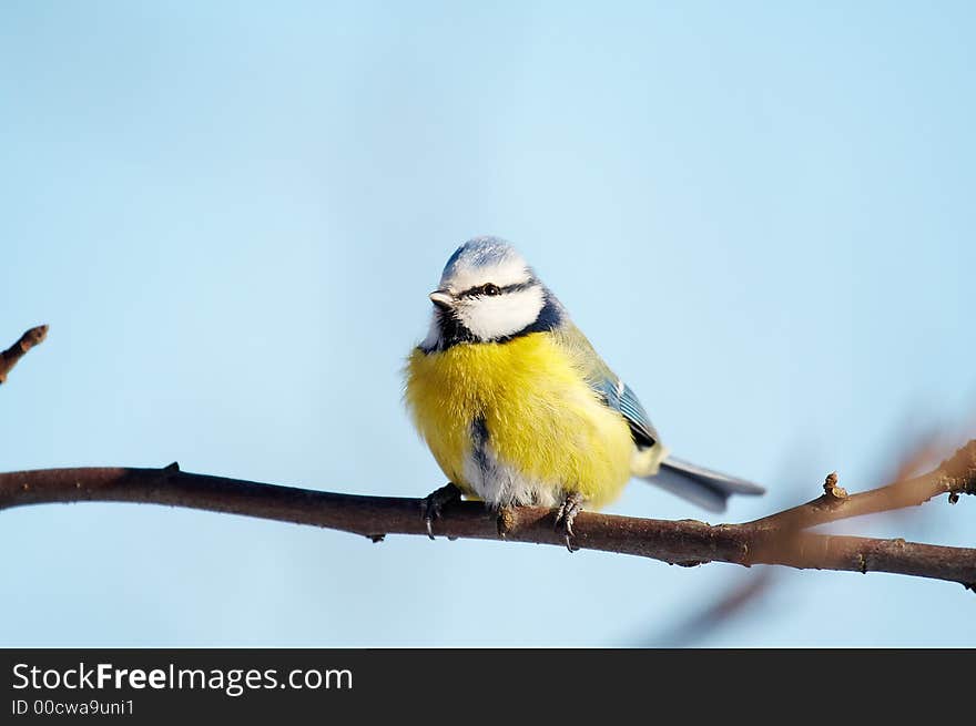 Blue tit (Parus caeruleus) on branch