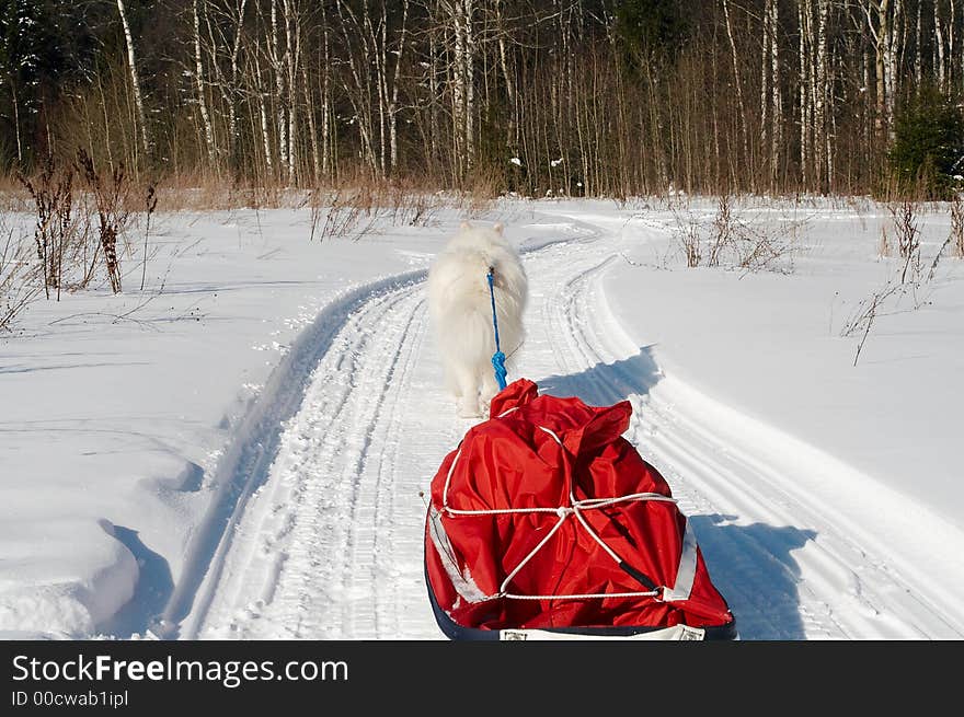 Samoed's dog in winter forest transport pulk. Samoed's dog in winter forest transport pulk