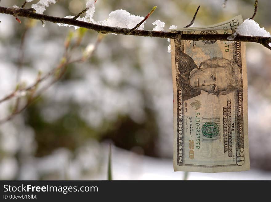 American twenty dollar bill hanging from a snowy branch. American twenty dollar bill hanging from a snowy branch