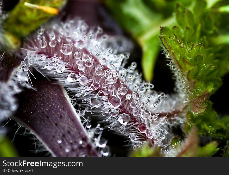 Dewy drops on the stem of wild plant