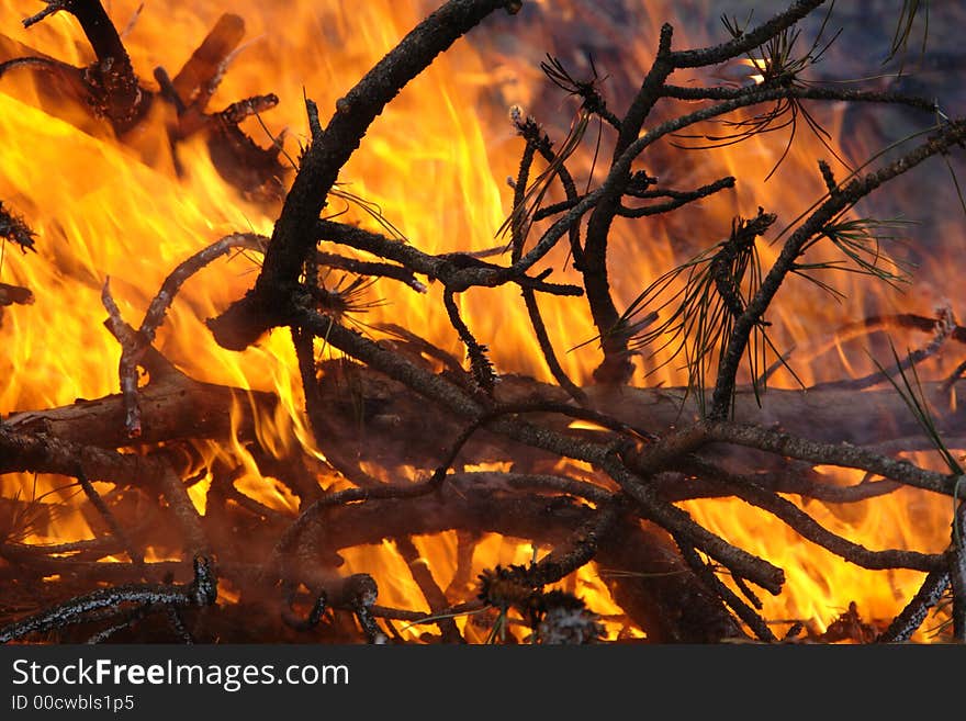 A closeup of a burning slash pile. A closeup of a burning slash pile