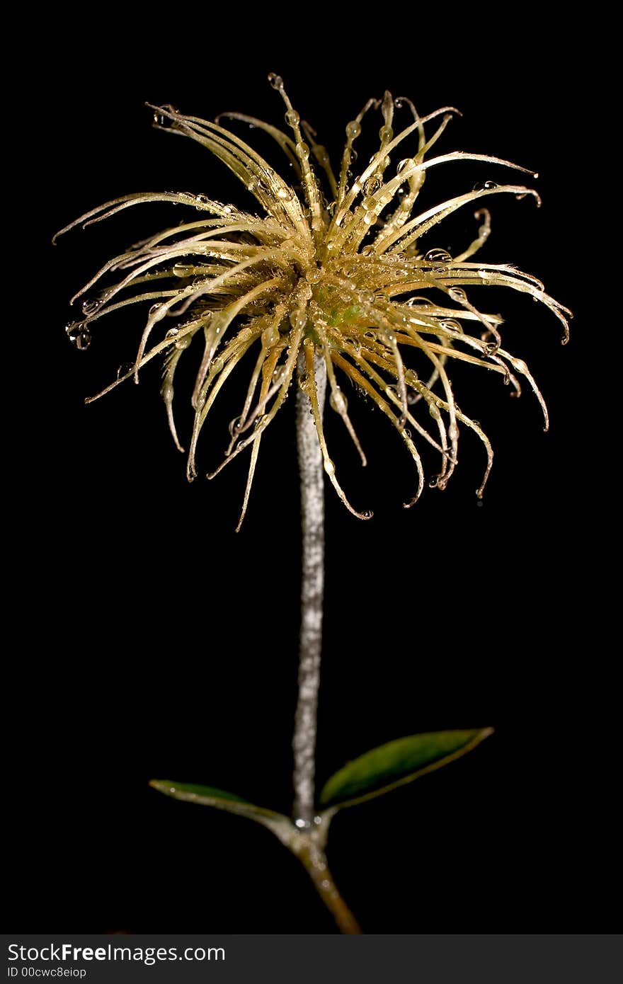 Dry flower looking like an alien rasta