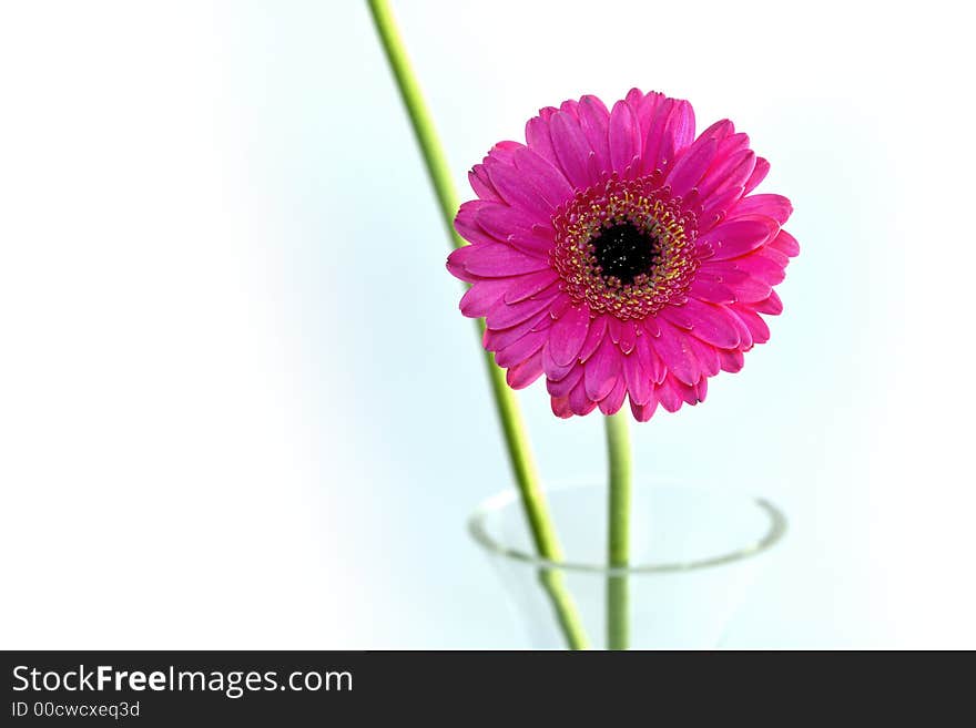 Flowers in a vase and a white background