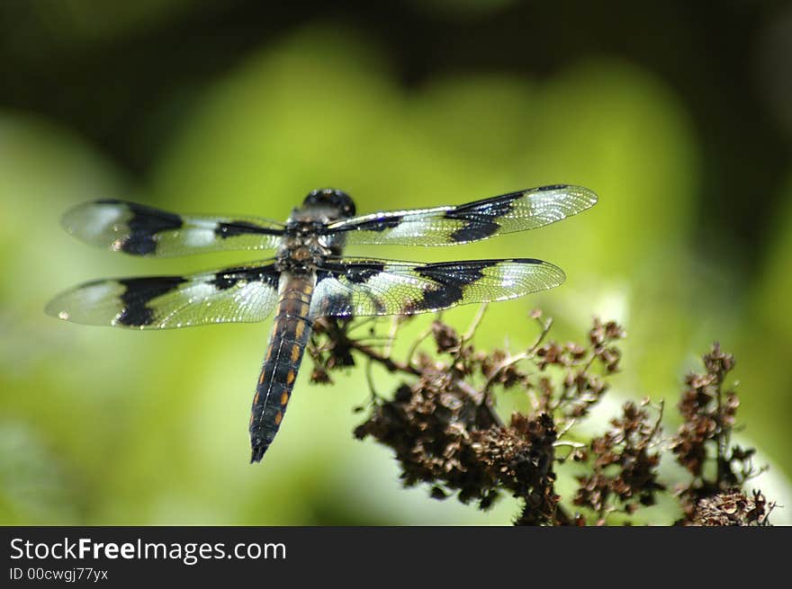 Close-up dragonfly in nature on stem. Close-up dragonfly in nature on stem