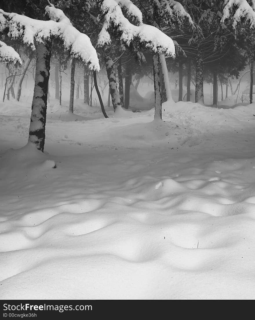 I aded more snowy foreground to lead our eyes into the forest. I aded more snowy foreground to lead our eyes into the forest