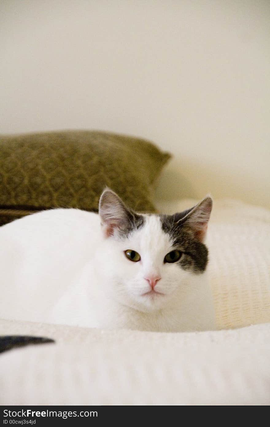 Portraits of  the cat with white coat. Portraits of  the cat with white coat