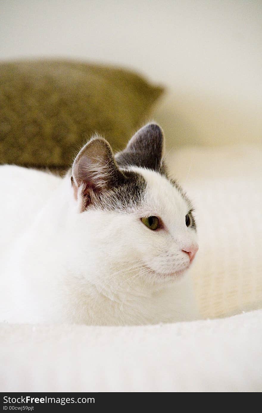 Portraits of the cat with white coat. Portraits of the cat with white coat