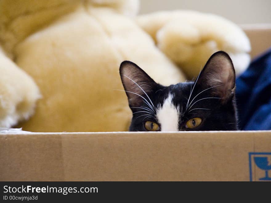 Portraits of the cat with black and white coat. Portraits of the cat with black and white coat